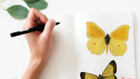 Cours de dessin, aquarelle, décoration Soings en Sologne,Contres,Blois,Romorantin,Loir et Cher